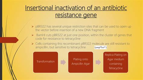 Identification Of Recombinants In Bacterial Cells PPT