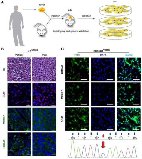 Establishment And Characterization Of Kit V560d Pdx Models A