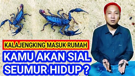 TERUNGKAP INI MITOS DAN FAKTA KALAJENGKING MASUK RUMAH YouTube