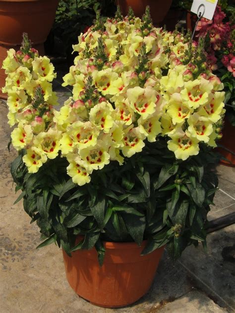 Antirrhinum Genesis Plant Marketing Ltd