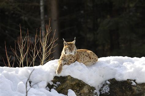 Orso Lince Lupo E Sciacallo Dorato In Trentino Il Punto Della