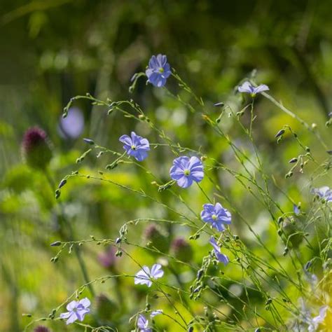 Le Linum perenne Un Lin vivace et persistant à fleurs bleues