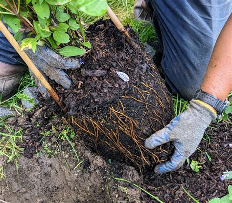 Planting Clematis The Queen Of Climbers The Martha Stewart Blog