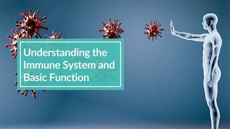 Understanding The Immune System And Basic Function Cbh Energetics