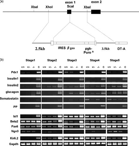 A Targeted Disruption Of The Pdx 1 Gene A 6 0 Kb XhoI XbaI Fragment