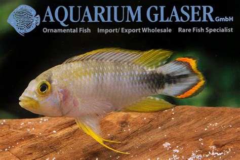 Apistogramma Panduro Aquarium Glaser GmbH