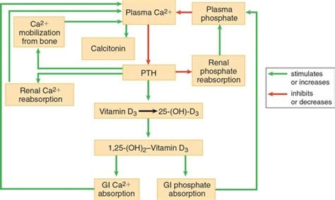 Calcium Homeostasis Flashcards Quizlet