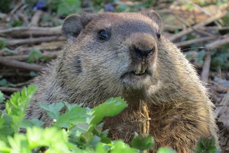 Groundhogs — Reflection Riding | Chattanooga nature center, native plant nursery & historic open ...