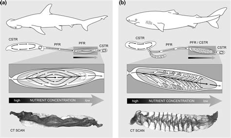 An Illustration Of The Gastrointestinal Tract Of A The Bonnethead Shark