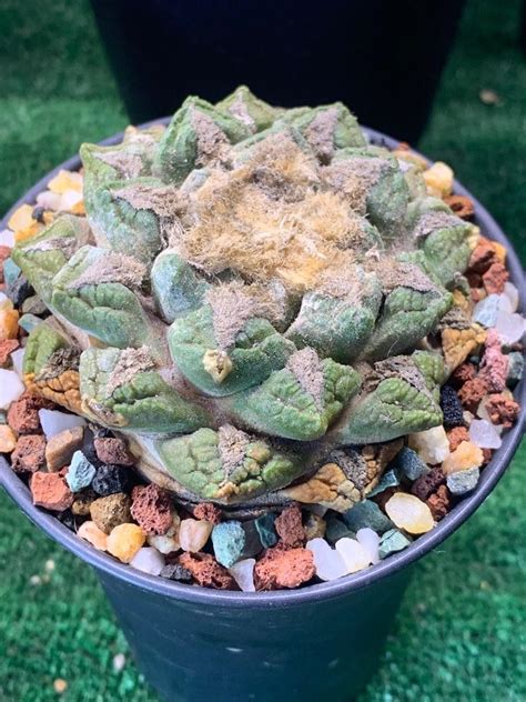 Ariocarpus Fissuratus Furniture Home Living Gardening Plants