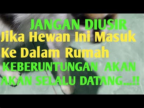 Jangan Diusir Jika Hewan Ini Masuk Ke Dalam Rumah Keberuntungan