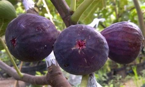 Panduan Lengkap Cara Menanam Dan Merawat Buah Tin Dalam Pot Agar Cepat