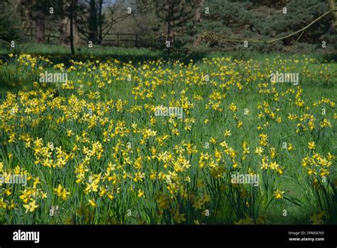 Bright Yellow Spring Flowers Of Dwarf Daffodil Narcissus February Gold