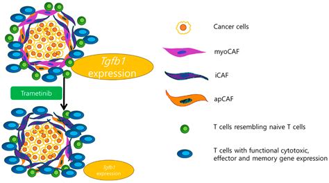 Cancers Free Full Text Pancreatic Cancer Treatment Targeting The