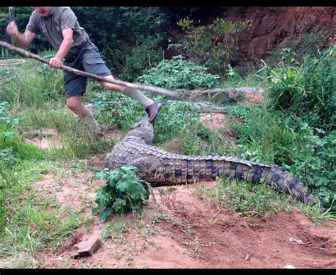 Female Crocodile Attacks Her Keeper | Animals Attacking Humans | Daily Star