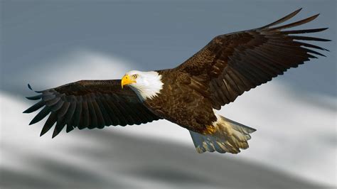 Eagle 4k Wallpapers - Wallpaper Cave