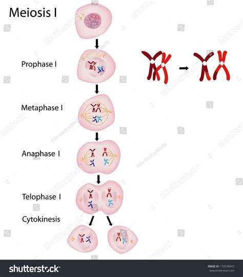 Phases Of Meiosis 1 Stock Photo 172528943 Shutterstock