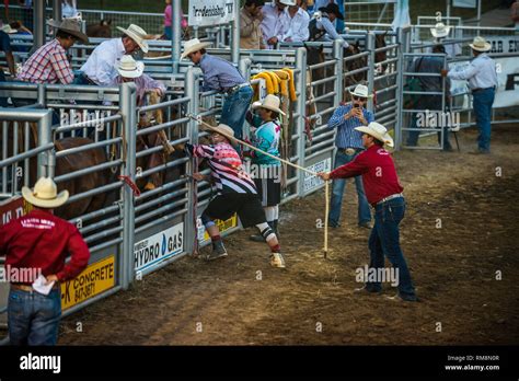 Bareback Rider In Rodeo Chute Ready To Ride Stock Photo Alamy