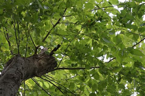 Hackberries Warbler Woods Plants And Fungi INaturalist