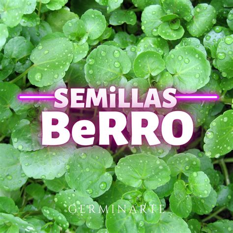 Semilla Berro Germinartemex