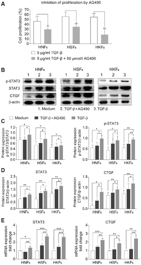 Ag Significantly Inhibits The Effects Of Tgf On Hnfs Hsfs And