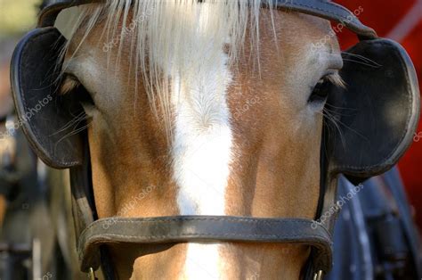 Horse With Blinders — Stock Photo © DesignPicsInc #31712355