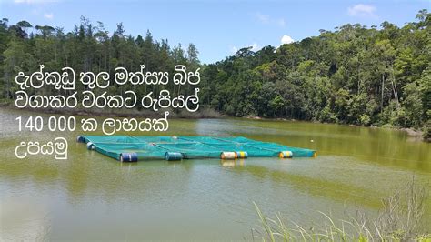 Cage Culture Fish Farming Very Sinhala How To Make Fish Cage Sinhala