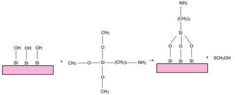 Chemical Reaction On The Surface Of The Silica Particles Download Scientific Diagram