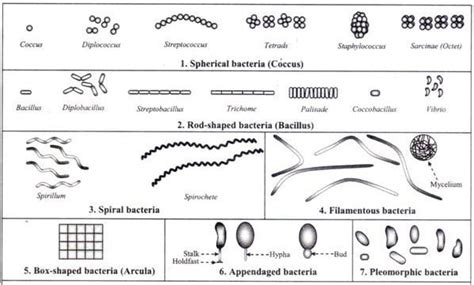 Identify The Following Shapes Of Bacteria