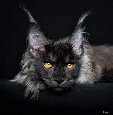 16 Maine Coon Cats That Look Like Majestic Mythical Creatures Artofit