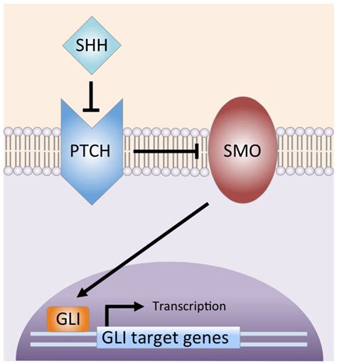 Sonic Hedgehog Signaling Pathway