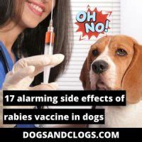 17 Alarming Side Effects Of Rabies Vaccine In Dogs (2022) – DogsAndClogs