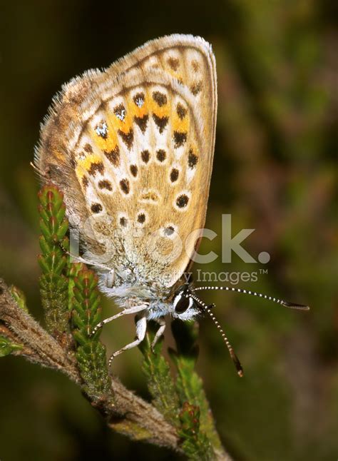 Silver-Studded Blue Butterfly Stock Photo | Royalty-Free | FreeImages