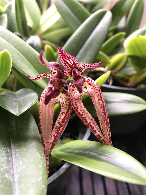 Bulbophyllum Emly Siegerist Houston Orchid Society Conservation