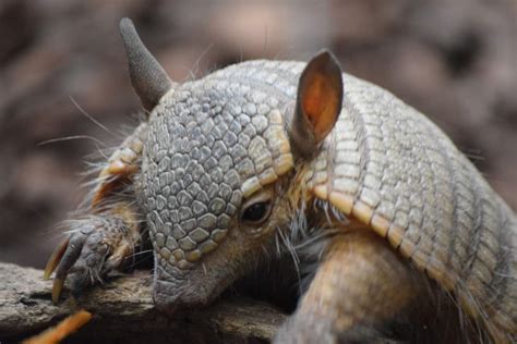 ¿qué Significa Soñar Con Armadillos Descúbrelo En El Diccionario De Los Sueños