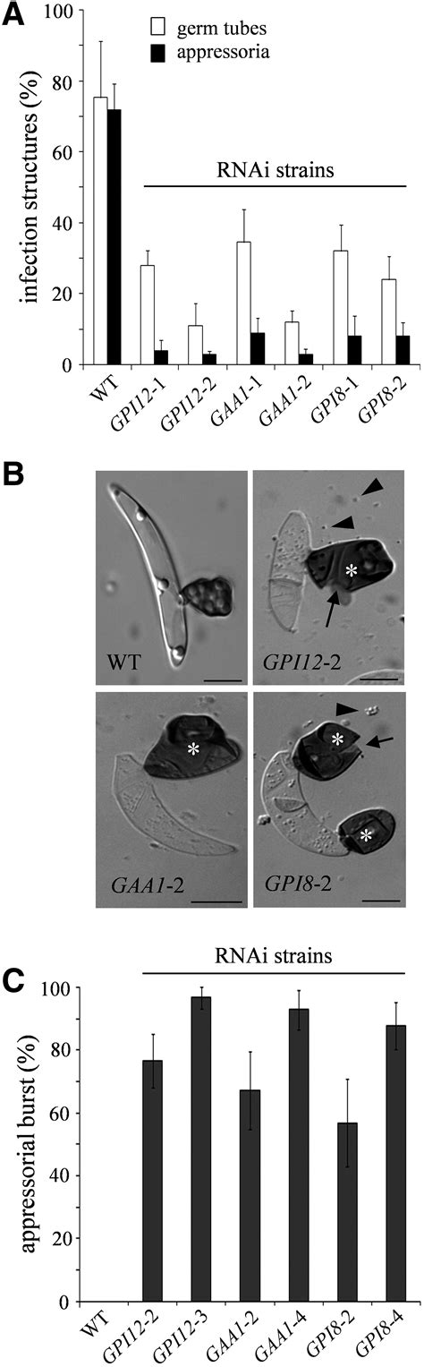 The Glycosylphosphatidylinositol Anchor Biosynthesis Genes GPI12 GAA1