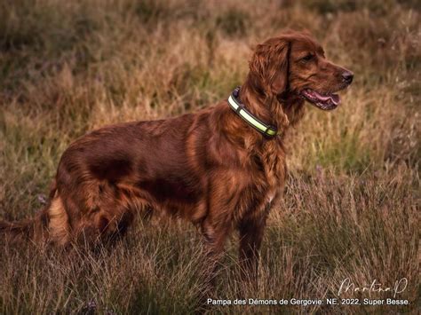 Levage Des Celtes D Artrat Chiens De France Soci T Centrale Canine