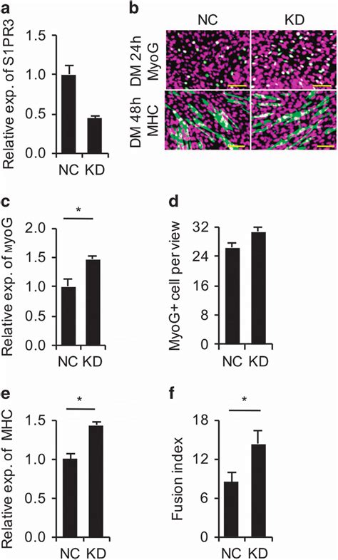 S1PR3 Knockdown Promotes C2C12 Cell Differentiation A Efficiency Of