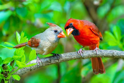 Birds Produce Fewer Offspring As Spring Arrives Earlier Across Our