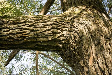 Tree Branches with Leaves 14272090 Stock Photo at Vecteezy