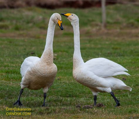 Whooper Swan | ORNOSK – birds, landscape, weather