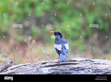 Grey Winged Blackbird Turdus Boulboul Male In Thailand Stock Photo