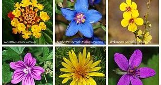 Arboreto Luis Ceballos Identifica Las Plantas Por Sus Flores