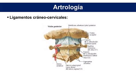 Anatom A De Columna Cervical Ppt