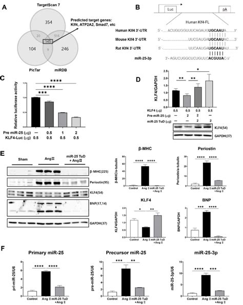 Klf Is A Newly Identified Target Of Mir In The Heart A In Silico