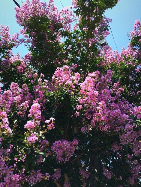 Premium Photo Pink Flowers Blooming On Tree