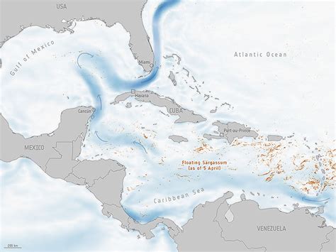 Sargassum Florida Map 2024 - Nanon Chrissy