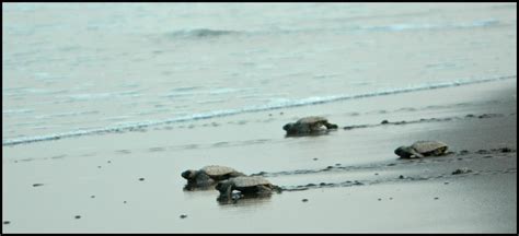 Velas Turtle Festivalmaharashtraindia Travel Life Journeys