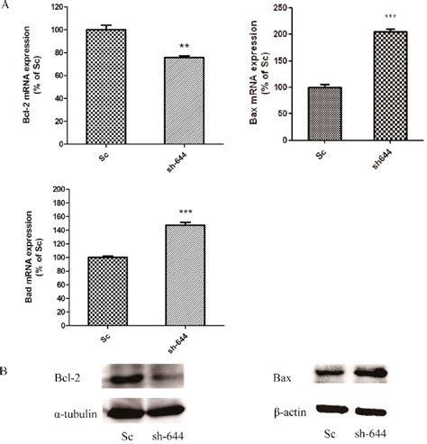 Altered Expression Levels Of Apoptosis Related Genes Bax Bcl And Bad