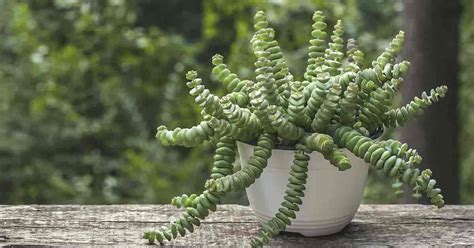 Crassula Perforata Care Growing String Of Buttons Necklace Plant